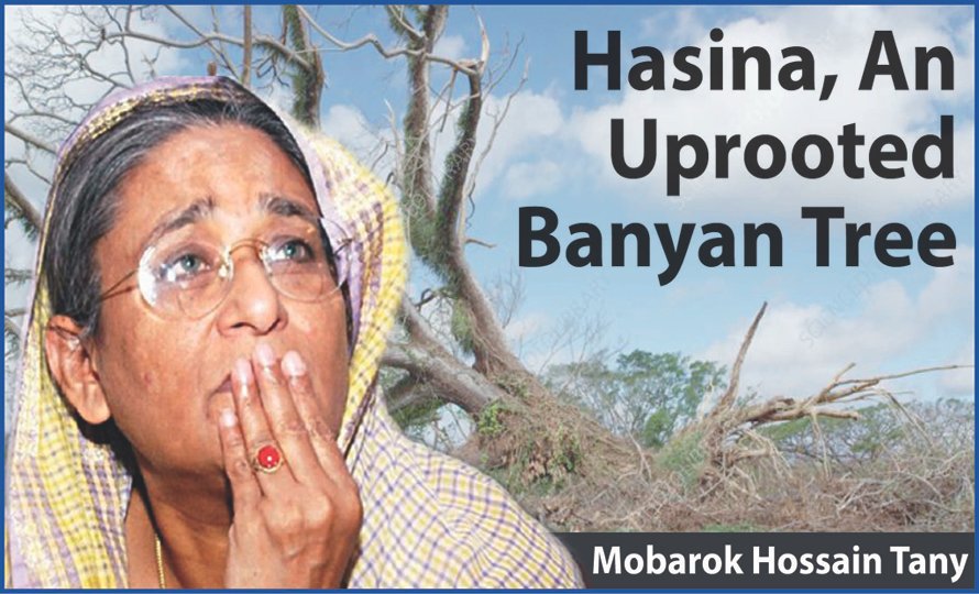 Hasane Tree Hasina, An Uprooted Banyan Tree - Suprovat Sydney
